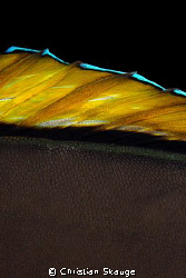 Close-up of a sleeping naso tang. Farasan Banks, Saudi Ar... by Christian Skauge 